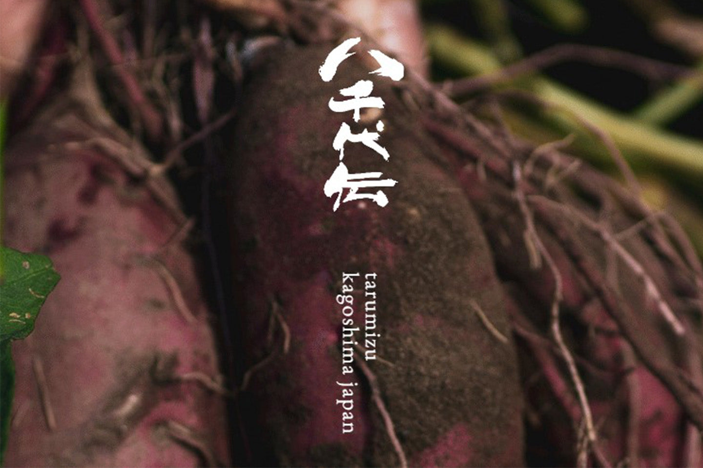 鹿児島県/八千代伝酒造