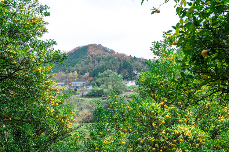 兵庫県／山名酒造